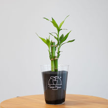 画像をギャラリービューアに読み込む, 【土を使わない観葉植物】テーブルプランツ(Table Plants) ミリオンバンブー
