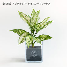 画像をギャラリービューアに読み込む, 【土を使わない観葉植物】テーブルプランツ(Table Plants) アグラオネマ