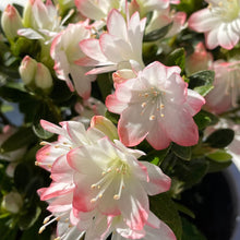 画像をギャラリービューアに読み込む, 【予約商品:2/15以降発送分】クルメツツジ・レジナ 9号