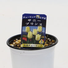画像をギャラリービューアに読み込む, 【予約商品:1/16以降発送】チューリップ芽出し苗 3.5号 5ポットセット【日本一の産地 富山産】