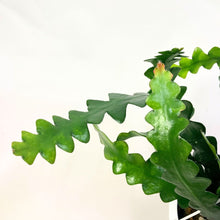 画像をギャラリービューアに読み込む, フィッシュボーン・カクタス 5号 吊鉢