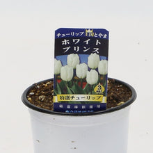 画像をギャラリービューアに読み込む, 【予約商品:1/16以降発送】チューリップ芽出し苗 3.5号 5ポットセット【日本一の産地 富山産】