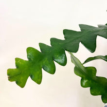 画像をギャラリービューアに読み込む, フィッシュボーン・カクタス 5号 吊鉢