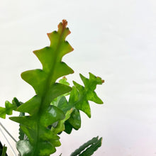 画像をギャラリービューアに読み込む, フィッシュボーン・カクタス 5号 吊鉢