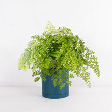 画像をギャラリービューアに読み込む, アジアンタム・フレグランス 5号 北欧デザインストレート鉢カバーセット