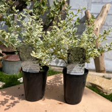 画像をギャラリービューアに読み込む, 【予約商品:11/10発送】プリペット・カスタードリップル 2.5号 2ポットセット