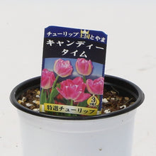 画像をギャラリービューアに読み込む, 【予約商品:1/16以降発送】チューリップ芽出し苗 3.5号 5ポットセット【日本一の産地 富山産】