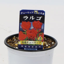 画像をギャラリービューアに読み込む, 【予約商品:1/16以降発送】チューリップ芽出し苗 3.5号 5ポットセット【日本一の産地 富山産】