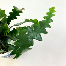 画像をギャラリービューアに読み込む, フィッシュボーン・カクタス 5号 吊鉢