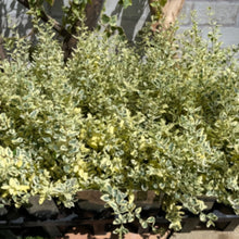 画像をギャラリービューアに読み込む, 【予約商品:11/10発送】プリペット・カスタードリップル 2.5号 2ポットセット