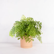 画像をギャラリービューアに読み込む, アジアンタム・フレグランス 5号 北欧デザインストレート鉢カバーセット