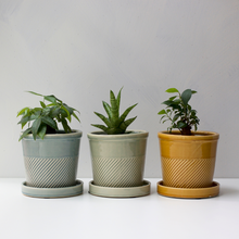 画像をギャラリービューアに読み込む, 【土を使わない観葉植物】テーブルプランツ(Table Plants)1品種×Sentir鉢セット