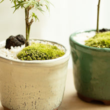 画像をギャラリービューアに読み込む, もみじのミニ盆栽 萬古焼鉢セット 3.5号 1鉢