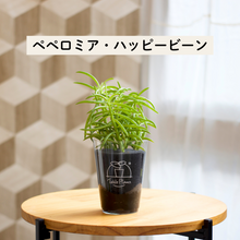 画像をギャラリービューアに読み込む, 【土を使わない観葉植物】テーブルプランツ(Table Plants) ペペロミア