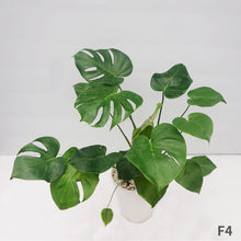 画像をギャラリービューアに読み込む, モンステラ・デリシオサ 8号 高さ約70cm〜80cm F4~5,7