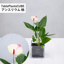 画像をギャラリービューアに読み込む, 【限定カラー】テーブルプランツ(TablePlants) アンスリウム ※土を使わない観葉植物
