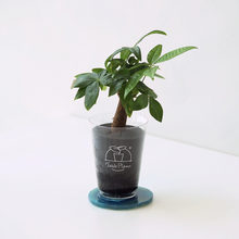 画像をギャラリービューアに読み込む, 【土を使わない観葉植物】 テーブルプランツ(Table Plants) ×カラフルCRYSTAL COASTERセット