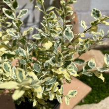 画像をギャラリービューアに読み込む, 【予約商品:11/10発送】プリペット・カスタードリップル 2.5号 2ポットセット