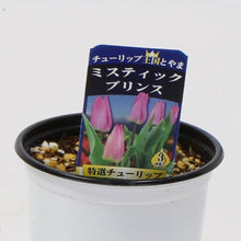 画像をギャラリービューアに読み込む, 【予約商品:1/16以降発送】チューリップ芽出し苗 3.5号 5ポットセット【日本一の産地 富山産】