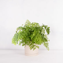 画像をギャラリービューアに読み込む, アジアンタム・フレグランス 5号 北欧デザインストレート鉢カバーセット