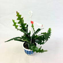 画像をギャラリービューアに読み込む, フィッシュボーン・カクタス 5号 吊鉢