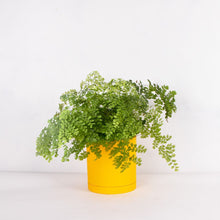 画像をギャラリービューアに読み込む, アジアンタム・フレグランス 5号 北欧デザインストレート鉢カバーセット