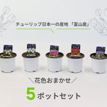 画像をギャラリービューアに読み込む, 【予約商品:1/16以降発送】チューリップ芽出し苗 3.5号 5ポットセット【日本一の産地 富山産】