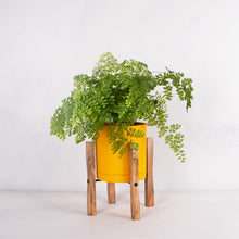 画像をギャラリービューアに読み込む, アジアンタム・フレグランス 5号 北欧デザインストレート鉢カバーセット&ポットスタンド ギフトにおすすめ