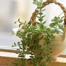 画像をギャラリービューアに読み込む, 【販売期間:6/30まで】多肉植物 三日月ネックレス 吊鉢 5号 1鉢