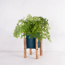 画像をギャラリービューアに読み込む, アジアンタム・フレグランス 5号 北欧デザインストレート鉢カバーセット&ポットスタンド ギフトにおすすめ