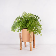 画像をギャラリービューアに読み込む, アジアンタム・フレグランス 5号 北欧デザインストレート鉢カバーセット&ポットスタンド ギフトにおすすめ