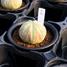 画像をギャラリービューアに読み込む, 【期間限定:10/25まで】ユーフォルビア・オベサ 3号 1鉢