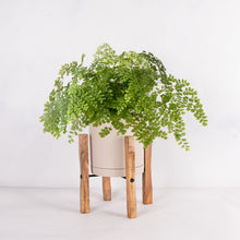 画像をギャラリービューアに読み込む, アジアンタム・フレグランス 5号 北欧デザインストレート鉢カバーセット&ポットスタンド ギフトにおすすめ