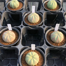 画像をギャラリービューアに読み込む, 【期間限定:10/25まで】ユーフォルビア・オベサ 3号 1鉢