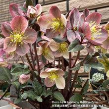 画像をギャラリービューアに読み込む, 【限定30鉢】クリスマスローズ・HGCマエストロ 5号 ※予約商品:11/30まで 出荷予定:12/5