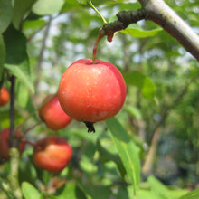 画像をギャラリービューアに読み込む, 【予約商品:9/15発送】リンゴ・長寿紅 1鉢