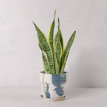 画像をギャラリービューアに読み込む, サンスベリア・ローレンティー(トラノオ) 5号 マーブル鉢カバーセット