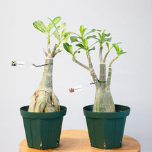 画像をギャラリービューアに読み込む, アデニウム・オベスム 4.5号