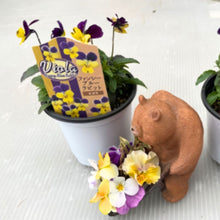 画像をギャラリービューアに読み込む, 【予約商品:10/26発送】ビオラ・ファンシーブルーラビット 3号 4ポットセット