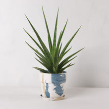 画像をギャラリービューアに読み込む, サンスベリア・シルバーニンフ 5号 マーブル鉢カバーセット