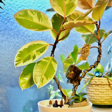 画像をギャラリービューアに読み込む, フィカス・ティネケ 7号 フレックスポットセット