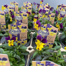 画像をギャラリービューアに読み込む, 【予約商品:10/26発送】ビオラ・ファンシーブルーラビット 3号 4ポットセット