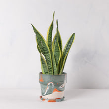 画像をギャラリービューアに読み込む, サンスベリア・ローレンティー(トラノオ) 5号 マーブル鉢カバーセット