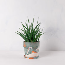 画像をギャラリービューアに読み込む, サンスベリア・ファーンウッド 5号 マーブル鉢カバーセット