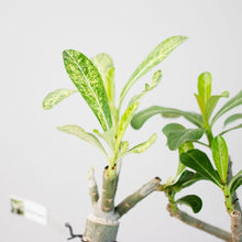 画像をギャラリービューアに読み込む, アデニウム・オベスム 4.5号