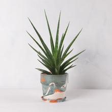 画像をギャラリービューアに読み込む, サンスベリア・シルバーニンフ 5号 マーブル鉢カバーセット