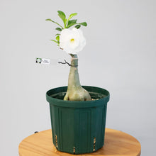 画像をギャラリービューアに読み込む, アデニウム・オベスム 6号