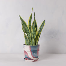 画像をギャラリービューアに読み込む, サンスベリア・ローレンティー(トラノオ) 5号 マーブル鉢カバーセット