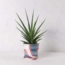 画像をギャラリービューアに読み込む, サンスベリア・シルバーニンフ 5号 マーブル鉢カバーセット