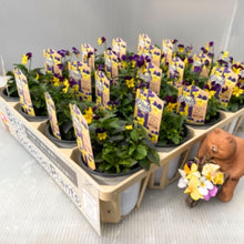 画像をギャラリービューアに読み込む, 【予約商品:10/26発送】ビオラ・ファンシーブルーラビット 3号 4ポットセット